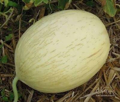 فروش خربزه ملون