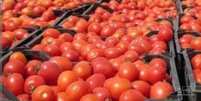 فروش گوجه فرنگی