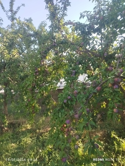 فروش آلو شابلون