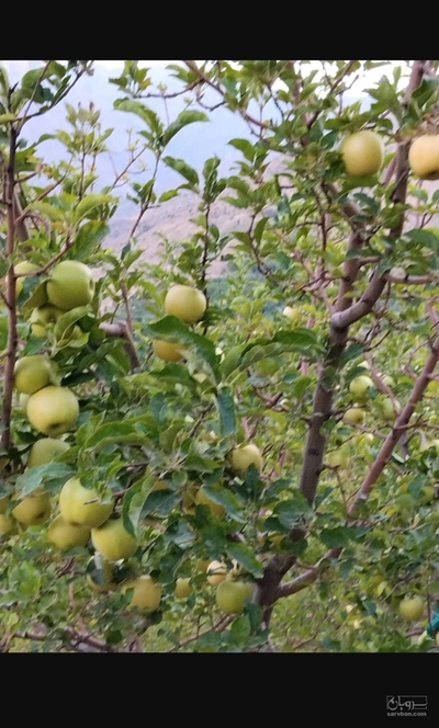 فروش سیب