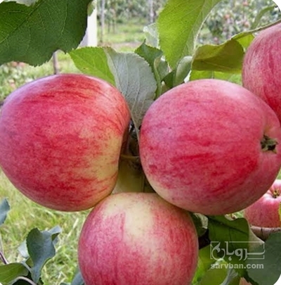 فروش سیب گلاب