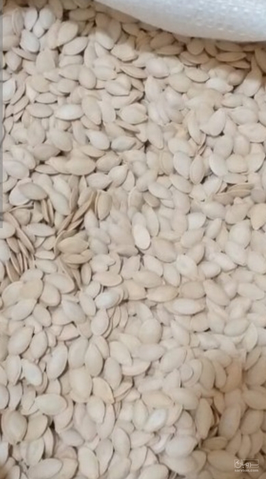 فروش کدو اجیلی