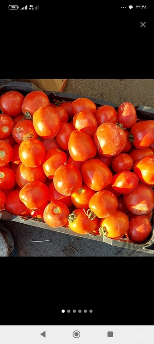 فروش گوجه فرنگی سوپرچفت