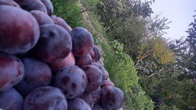 فروش آلو شابلون