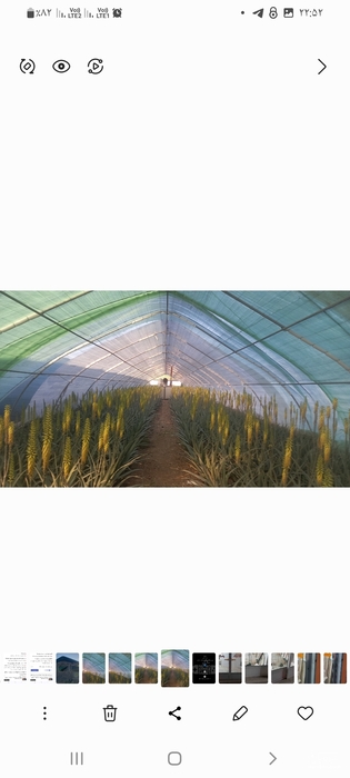 فروش بوته آلوئه ورا