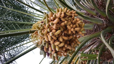 فروش خرما پیارم