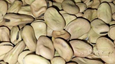 فروش باقلا خشک