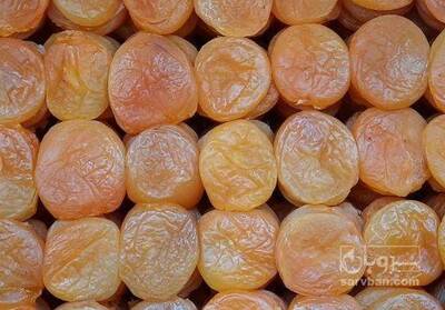 فروش برگه قیسی