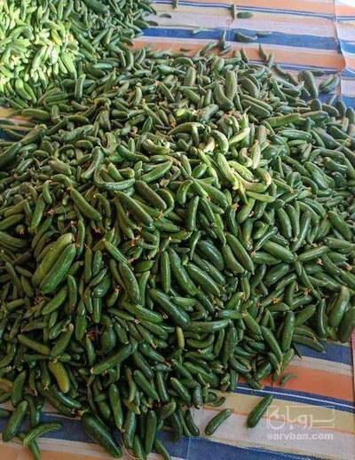 فروش خیار سبز هوای ازاد