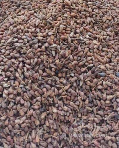 فروش هسته انگور