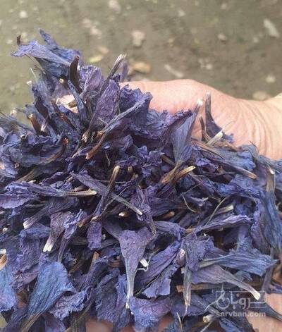 فروش گل گاو زبان - گاوزبان