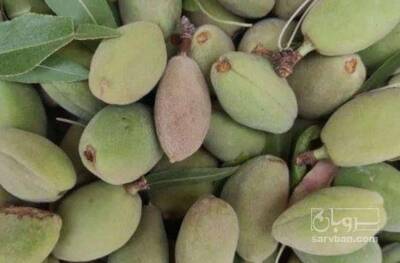 فروش بادام پوست کاغذی سبز