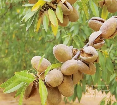 فروش بادام با پوسته سبز امسالی