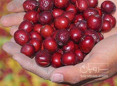 فروش عناب خشک