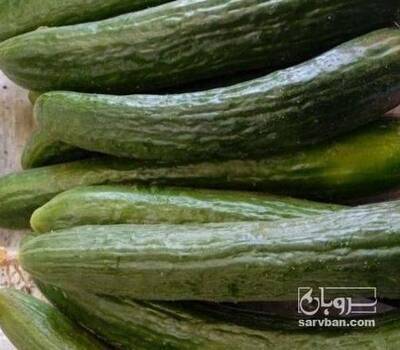 فروش خیار خیار شوری محلی