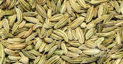 فروش رازیانه