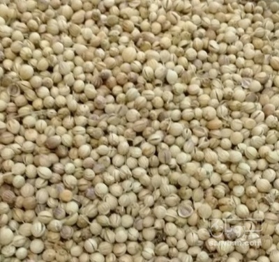 فروش تخم گشنیز توپی لیزری