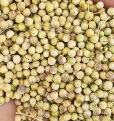 فروش تخم گشنیز (گیاه‌ دارویی)