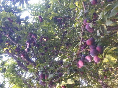 فروش آلو شابلون