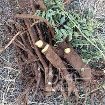 فروش ریشه شیرین بیان