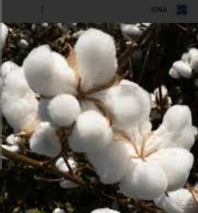 فروش پنبه