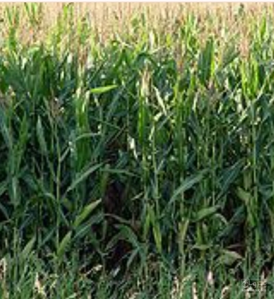 فروش ذرت علوفه ای