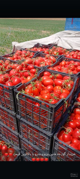 فروش گوجه فرنگی متین