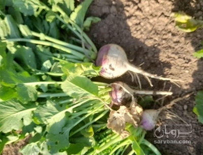 فروش شلغم ارگانیک دارویی