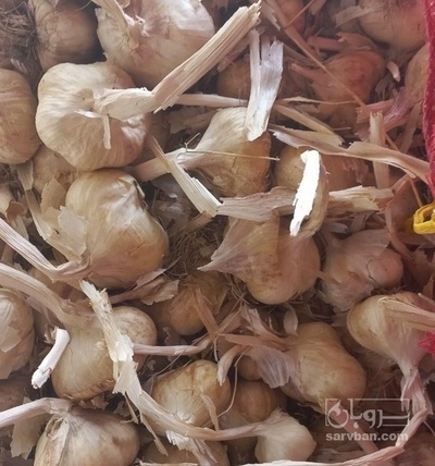 فروش سیر لشگری