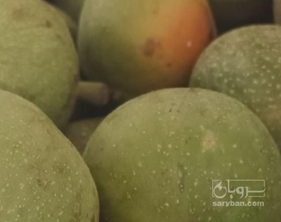 فروش گردو سبز