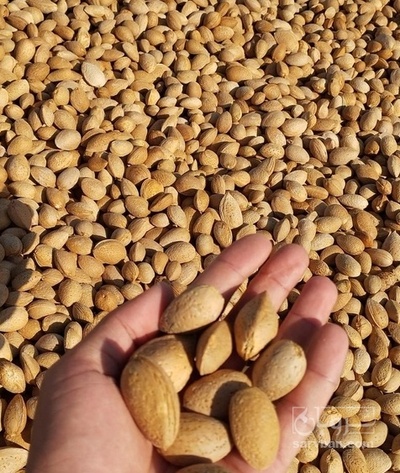 فروش بادام پوست کاغذی ارگانیک