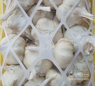 فروش سیر خشک