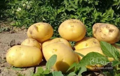 فروش سیب زمینی جلی