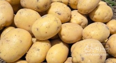 فروش سیب زمینی اگریا
