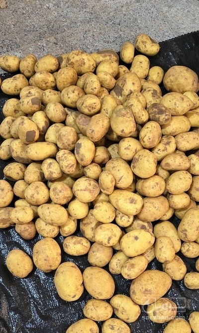 فروش سیب زمینی جلی صادراتی