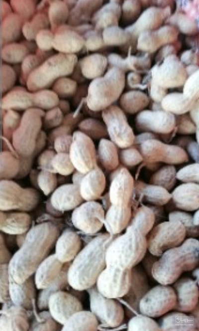 فروش بادام زمینی