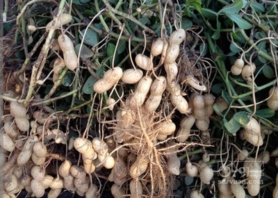 فروش بادام زمینی