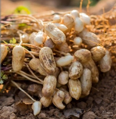 فروش بادام زمینی