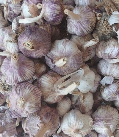 فروش سیر بذری