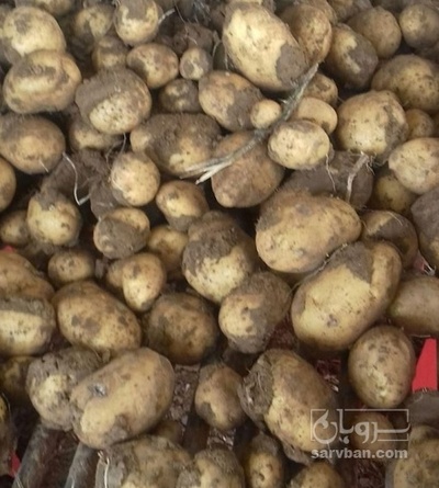 فروش سیب زمینی اگریا