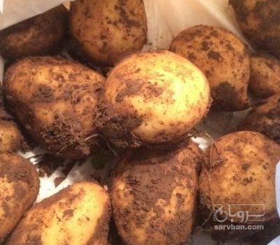 فروش سیب زمینی جلی