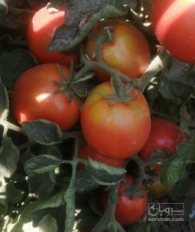 فروش گوجه فرنگی هوای ازاد