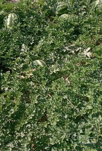 فروش هندوانه گرد