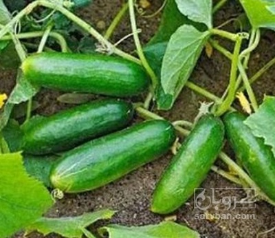 فروش خیار ممتاز
