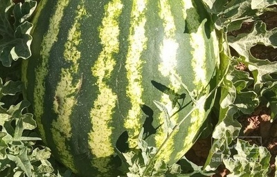 فروش هندوانه گرد