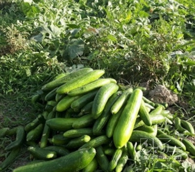 فروش خیار سبز