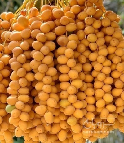 فروش خرما خارک