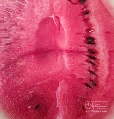 فروش هندوانه گرد