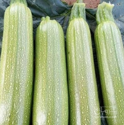 فروش کدو  سبز