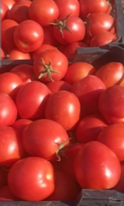 فروش گوجه فرنگی